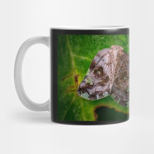 A Ricaniid Planthopper (Ricania Marginalis) Mug